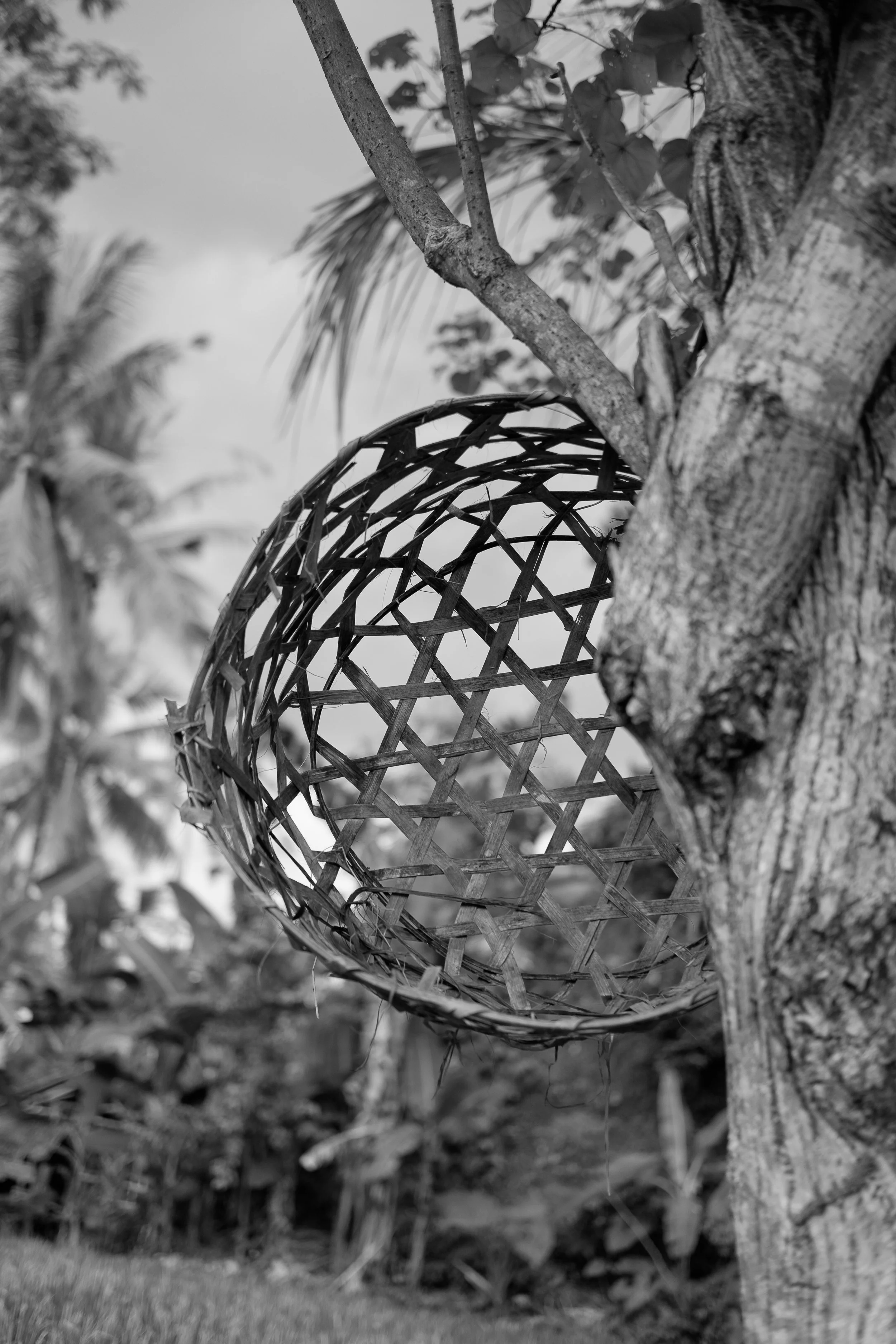   Basket on Tree , Bali 