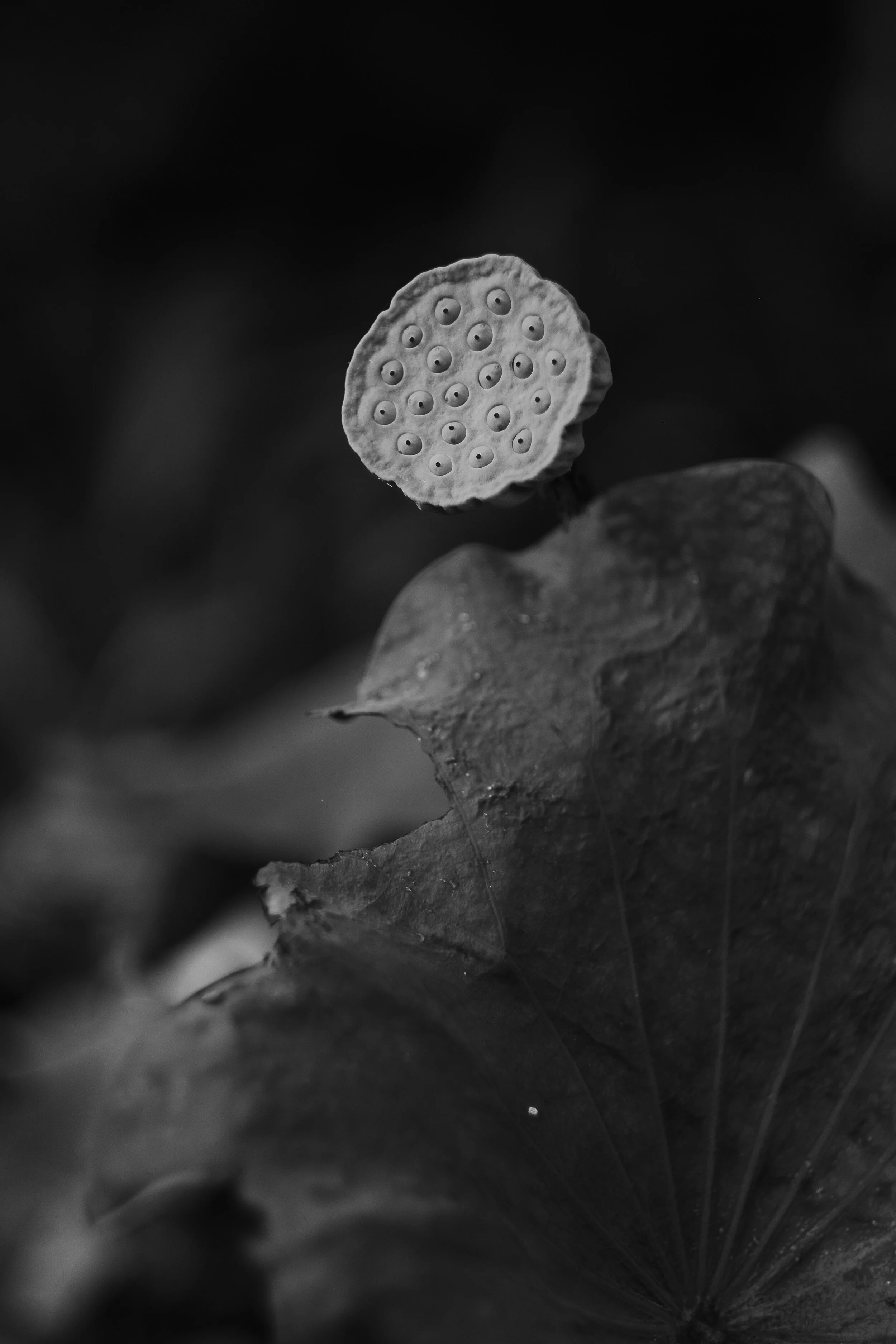 DSCF1192.jpg