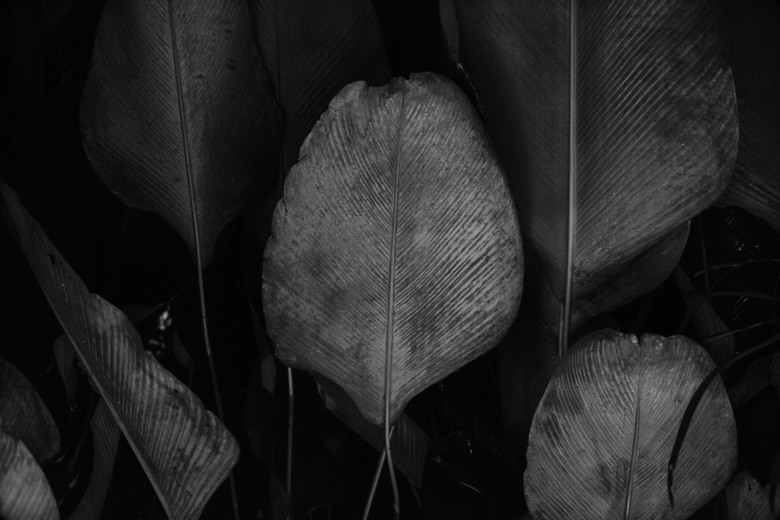 DSCF1517.jpg