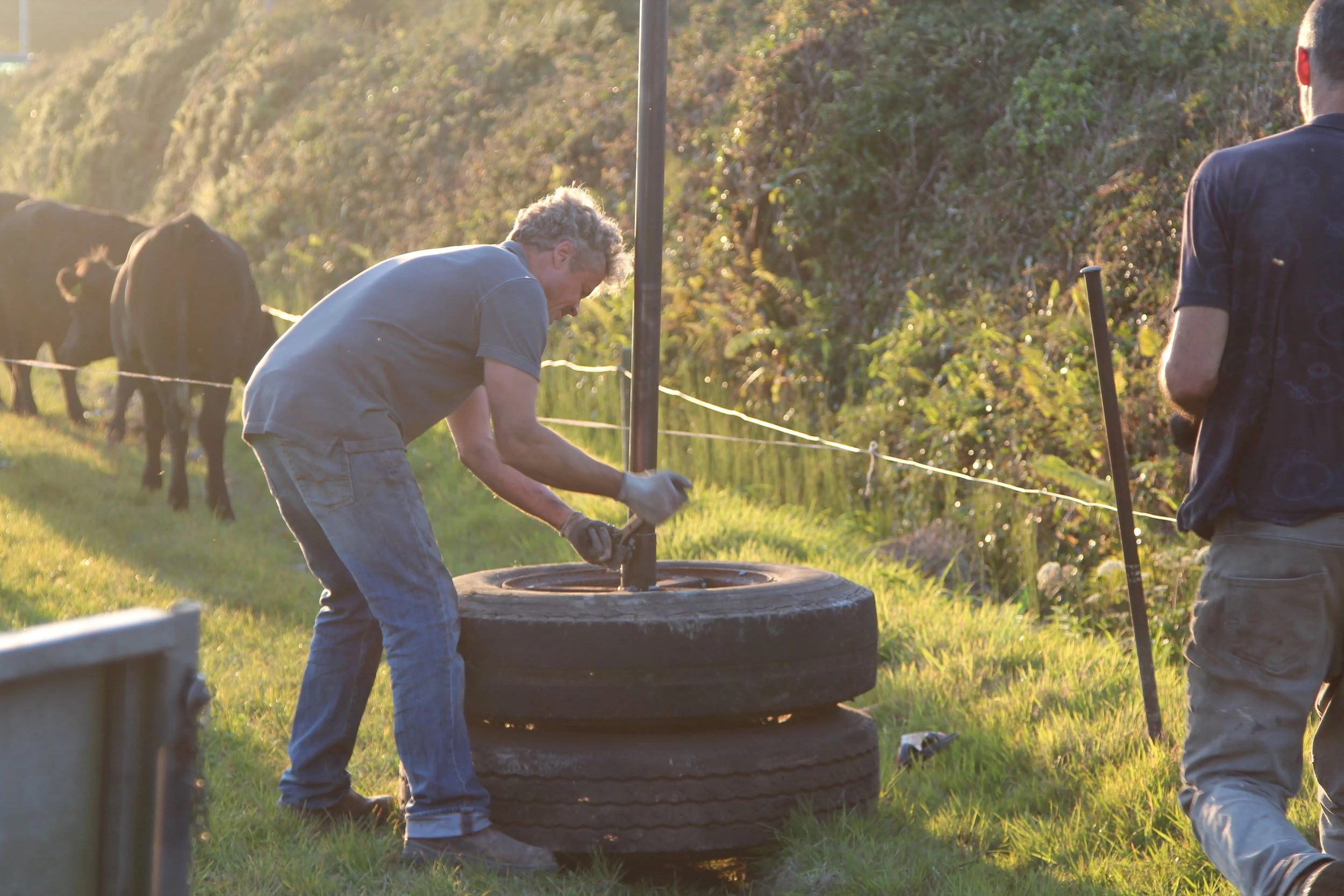 Two men working outdoors during sunset, installing or repairing a piece of equipment within a tire, with cows grazing in the background.