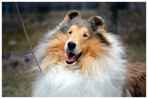 GCH CH Headline's Soldier of Light ROM"Trooper" Gunner's Dad