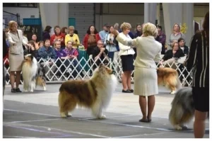 GCH CH Headline's Soldier of Light ROM "Trooper" Gunner's Dad