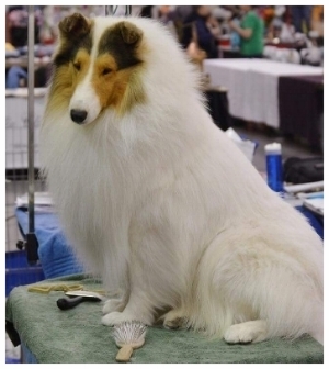 CH JJaed's Pride of St. Roch"Pride" Duchess' dad