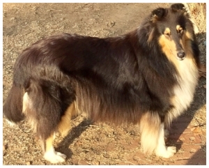 Afterhours Cashmere Princess Duchess' mom "Gracie "