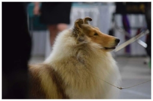 GCH CH Headline's Soldier of Light ROM "Trooper" Gunner's Dad