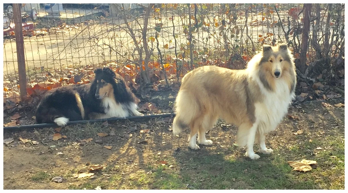 Afterhours Cashmere Princess Duchess' mom "Gracie " with Sweet Pea 1/2 sister which has both majors already, needs 1 pt to finish