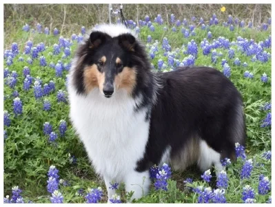 Spring has arrived in Texas (Duchess)