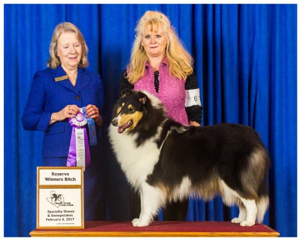 Commanders Diva In Silk Stockings of JJaed's "Duchess" 10 mths old took " Reserve Winners Bitch" "South Texas Collie Specialty Show"
