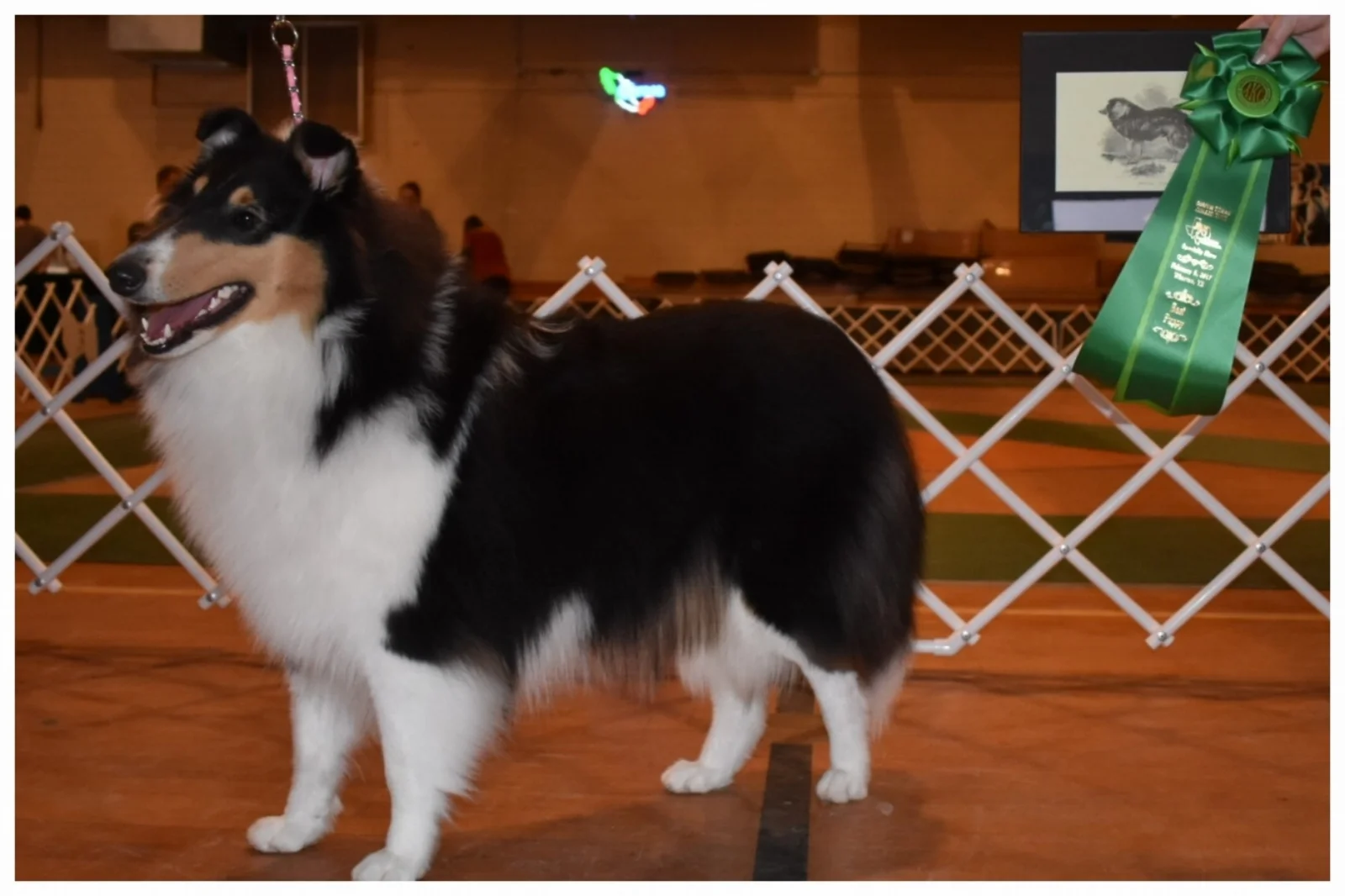 Commanders Diva in Silk Stockings of JJaed's "Duchess" 10 months old "Best Puppy" all 4 SHOWS!! Here very 1st show!! "South Texas Collie Specialty Show"