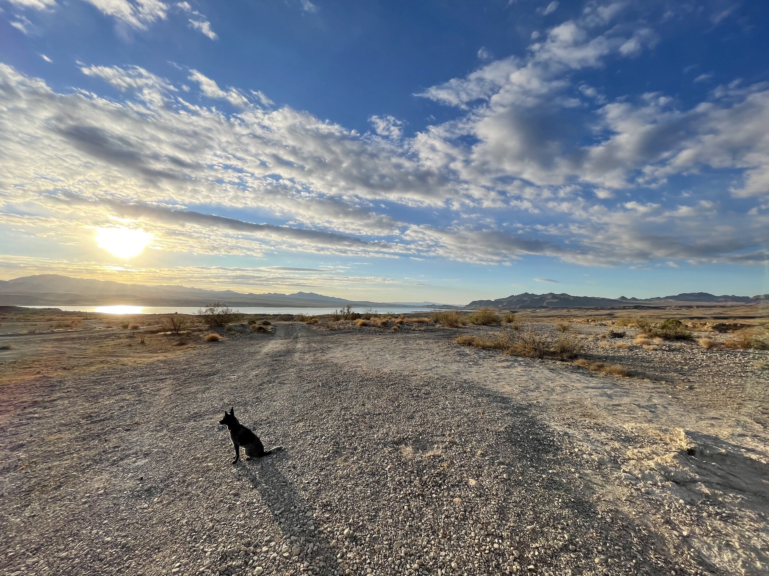 LakeMeadmorningwithKoda.jpeg