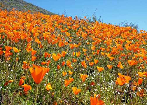 california poppy field.png