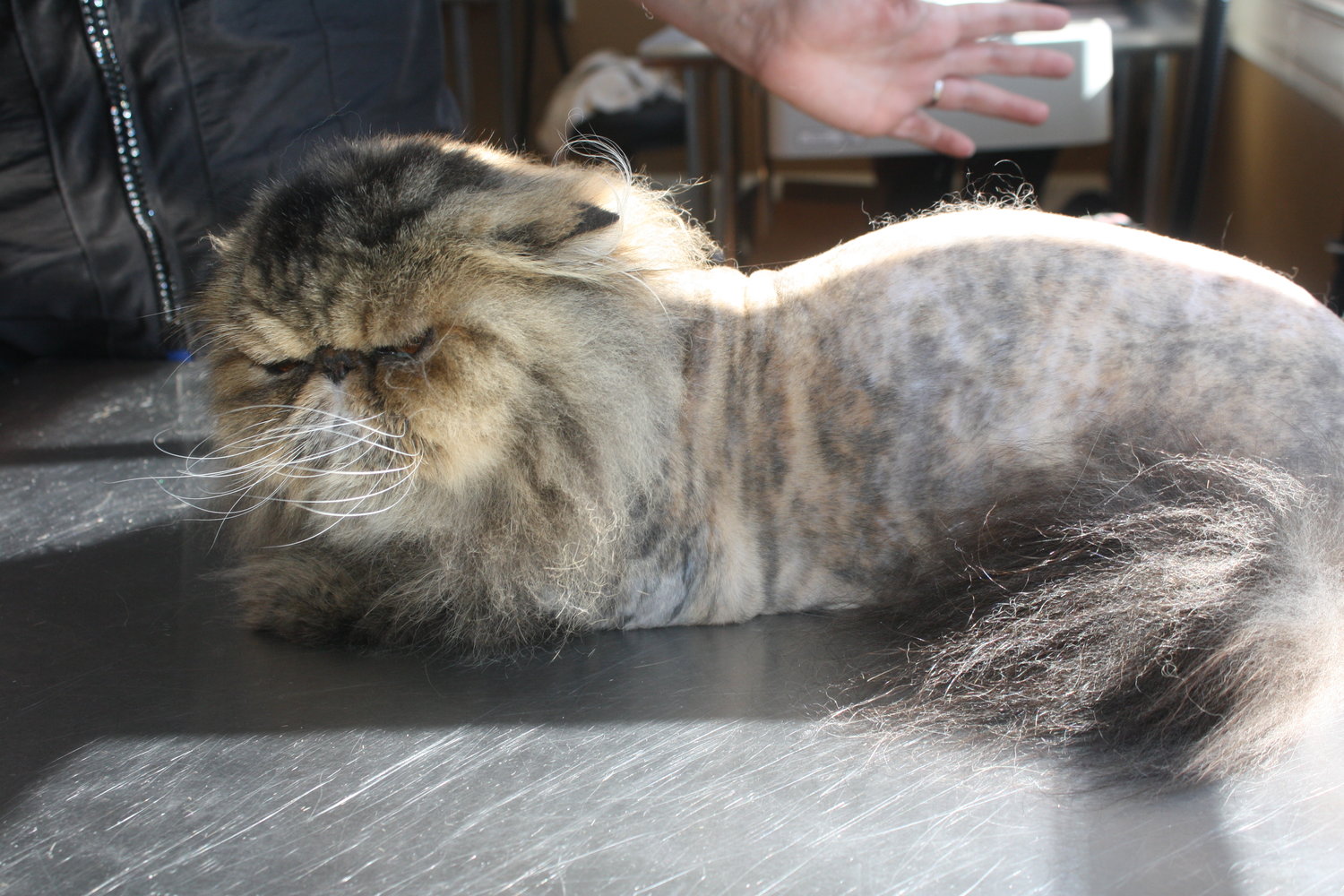 What Is A Lion Cut Cat Naps Cattery