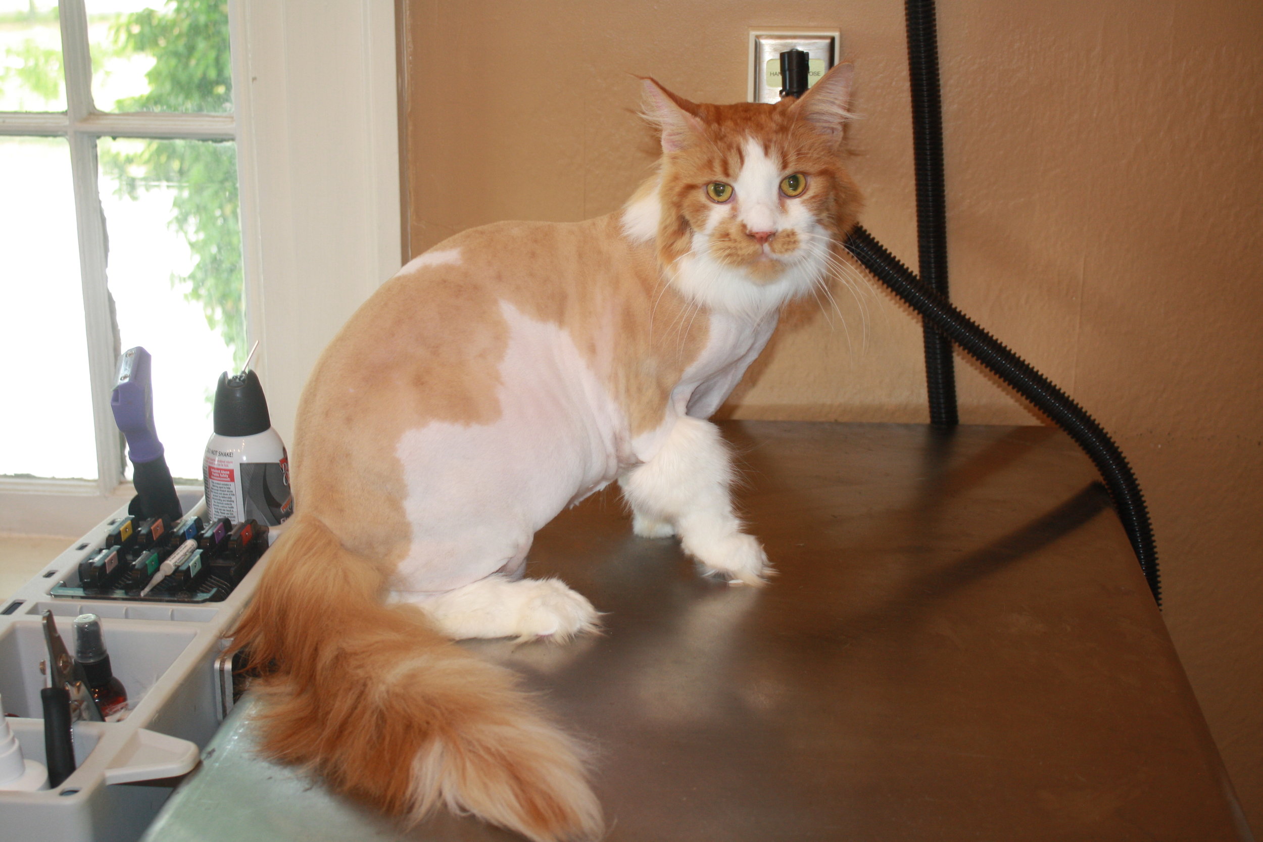 Lion Cut Maine Coon Cat Grooming