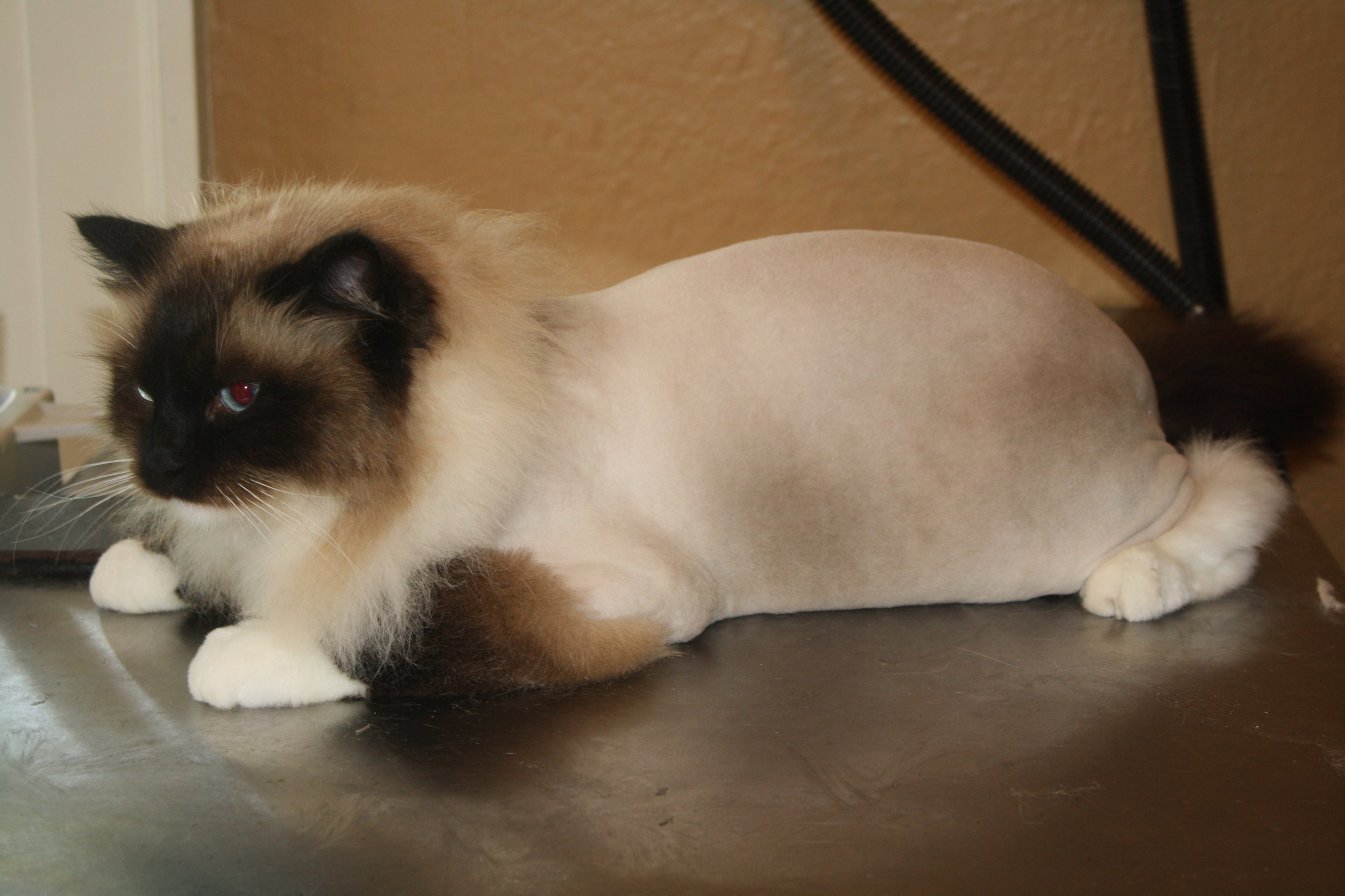 What is a lion cut? — Cat Naps Cattery
