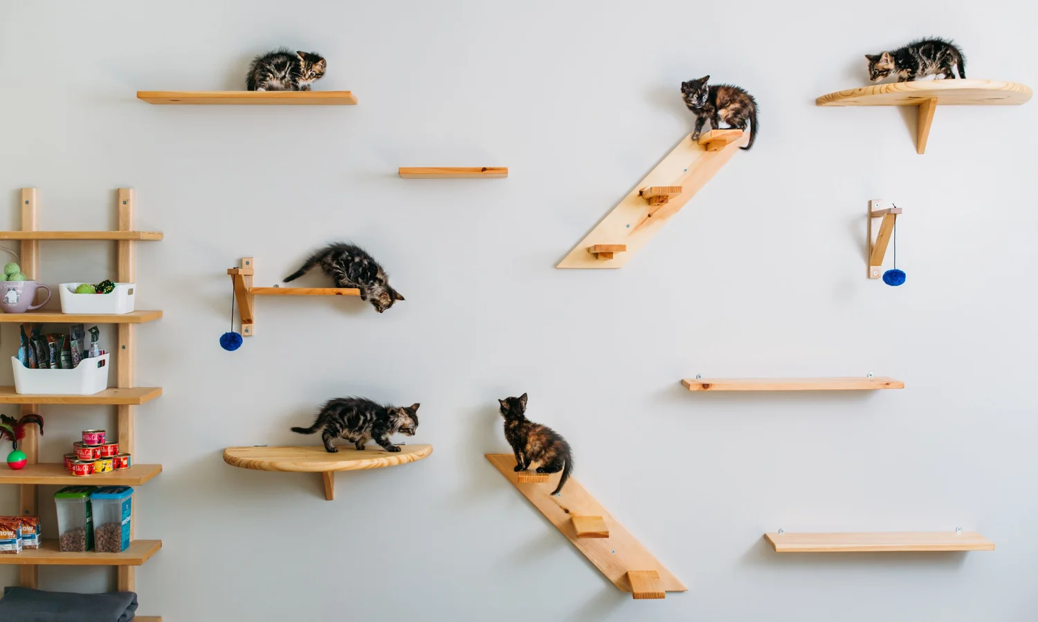 Tour Cat Naps Cattery Tour Cat Naps Cattery