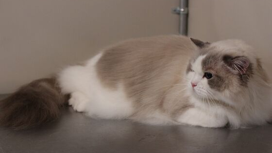 Cat Haircut Cat Grooming Blog Cat Grooming Boarding