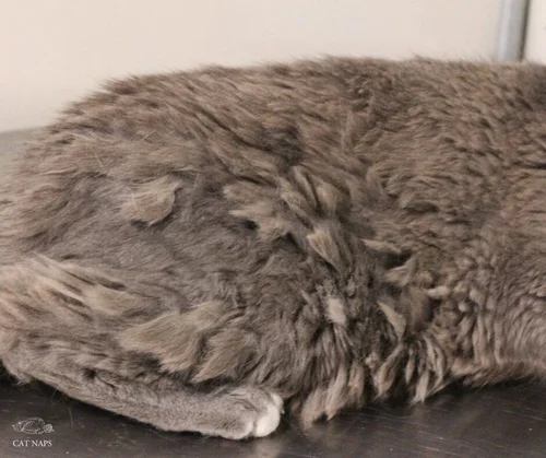 How To Remove Cat Matts Cat Naps Cattery