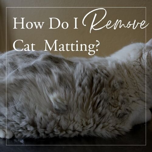 How to Remove Cat Matts — Cat Naps Cattery