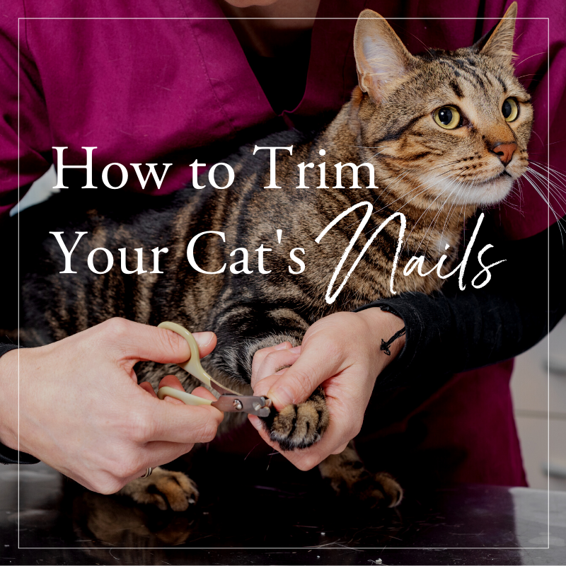How to Trim Your Cat's Nails — Cat Naps Cattery How to Trim Your Cat's Nails — Cat Naps Cattery