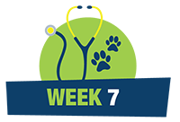 Week-07.png