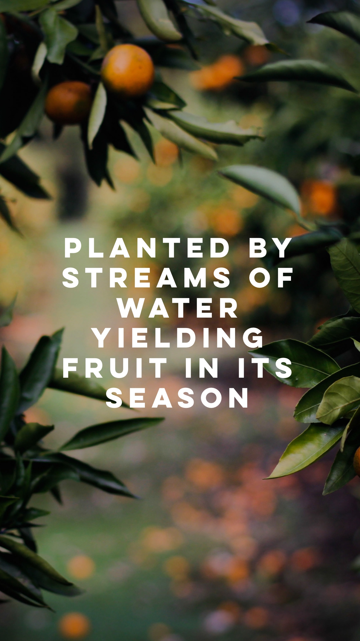 Meditation on Growth from Psalm 1