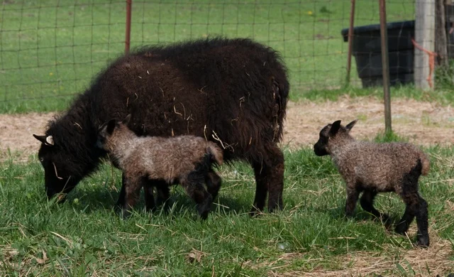 Nyx and her twins