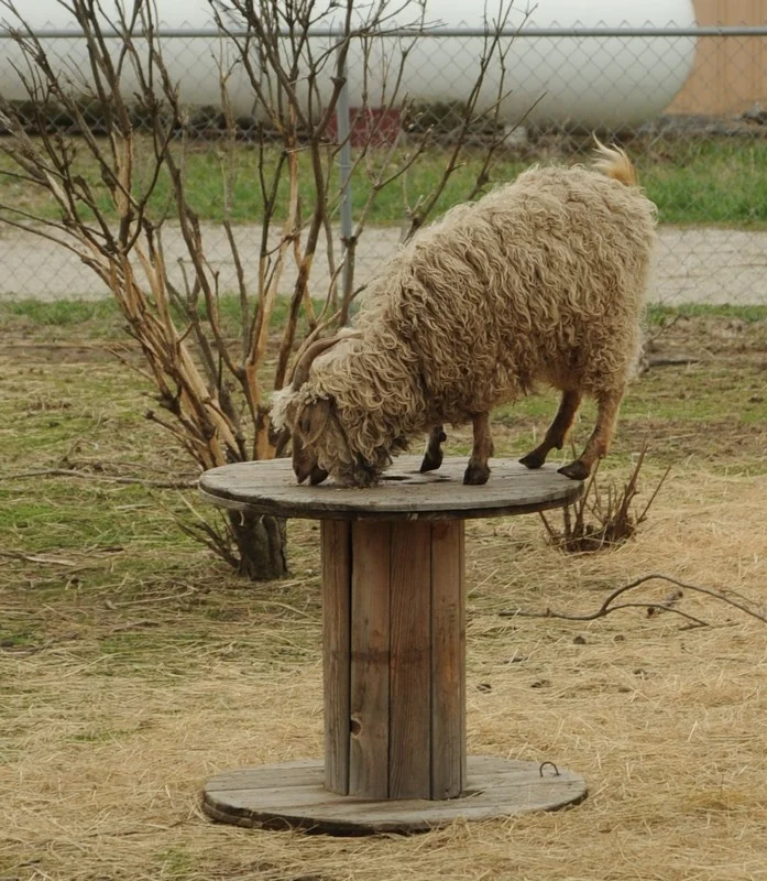 Yes, goats go everywhere.
