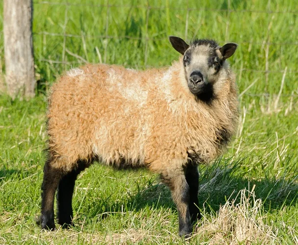 Icelandic ram lamb