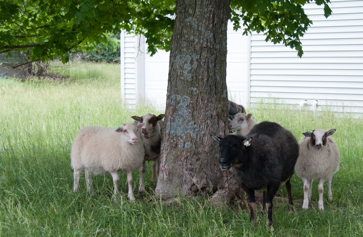 2014-06-06 in the shade.jpg
