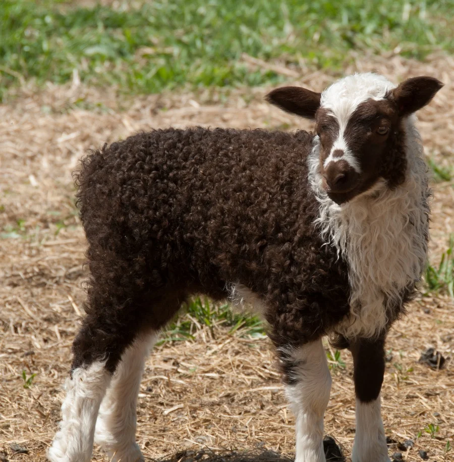 2015-04-28 ewe lamb.jpg