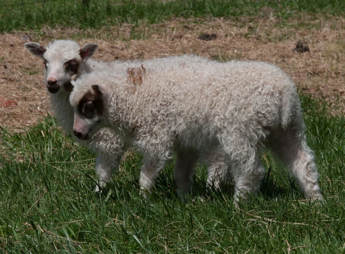 2015-04-28 twins.jpg