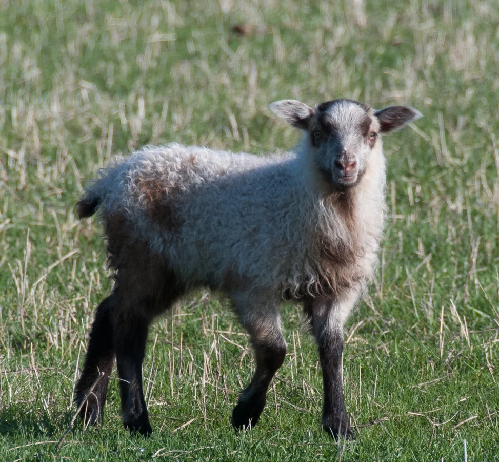 20140502 - Brinna ewe lamb1.jpg