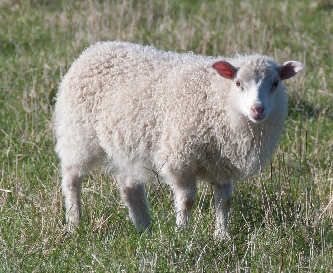 20140502 Ram lamb1.jpg