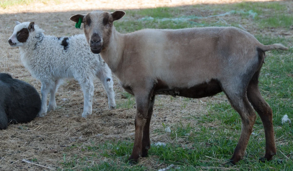 20140502 Uylissa and lamb.jpg