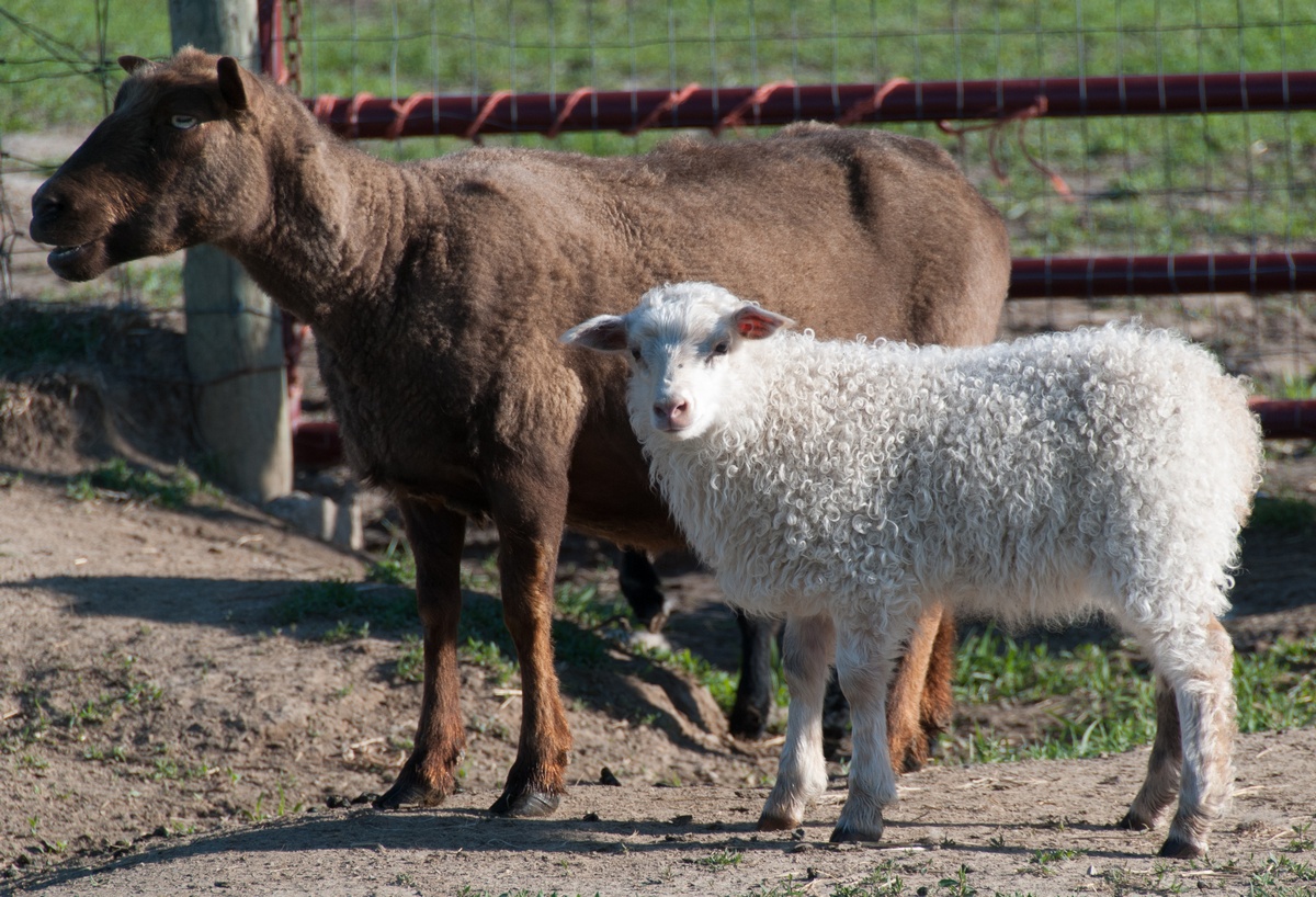 20140502 Wisteria and ram lamb2.jpg