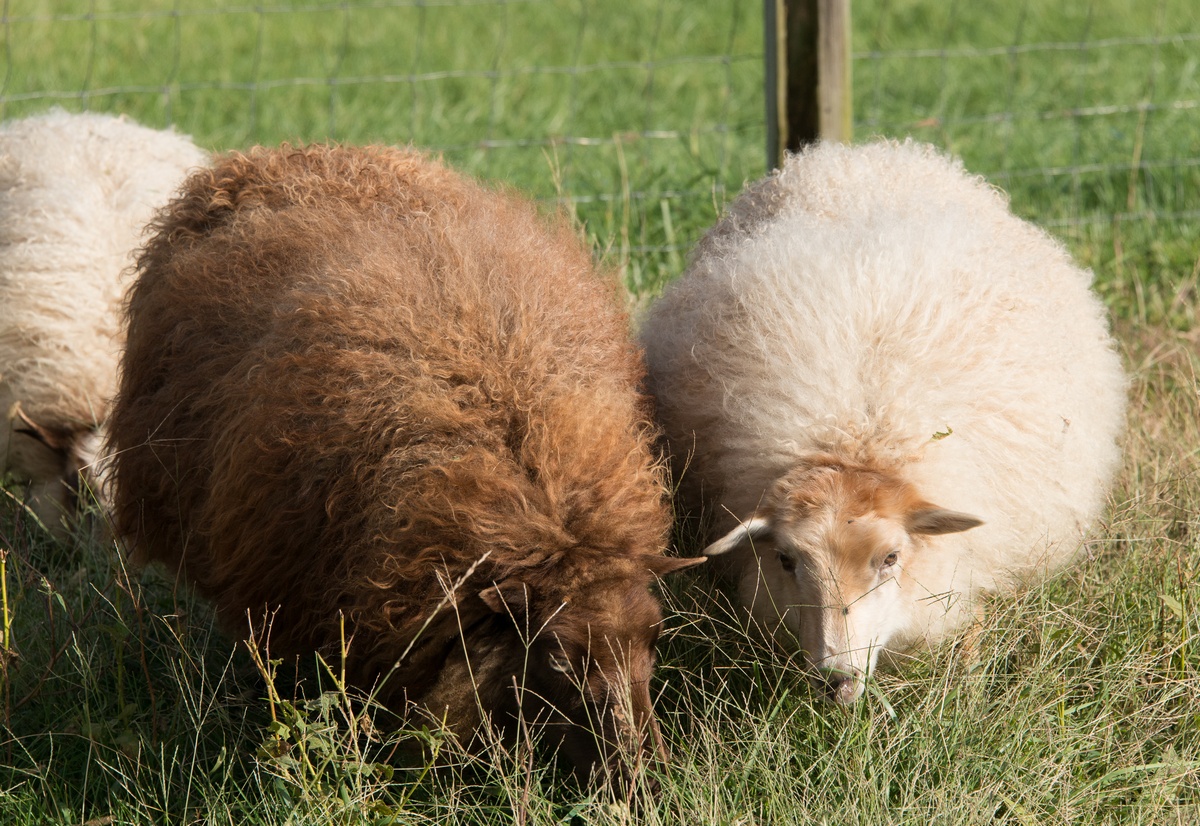 20141005 ewes2.jpg