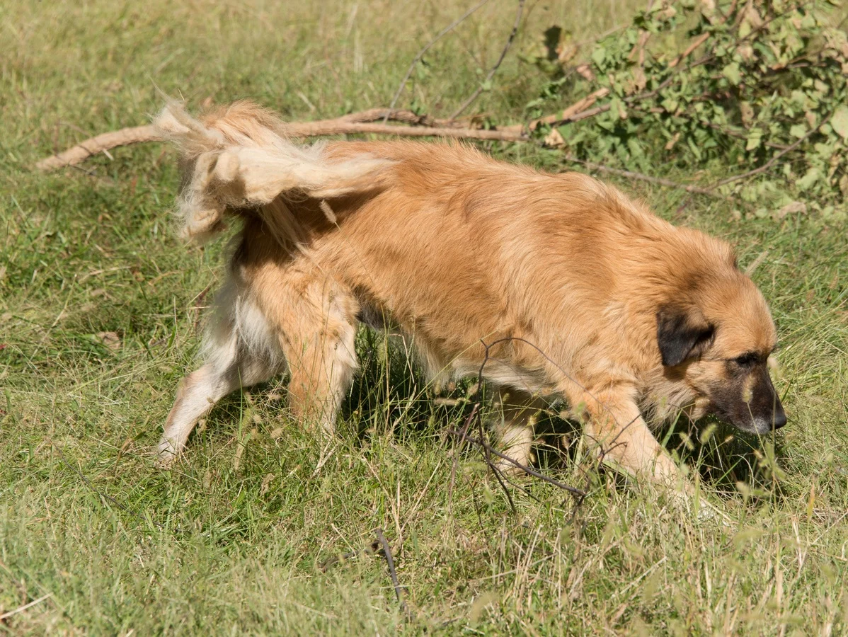20141005 Tess Patroling.jpg