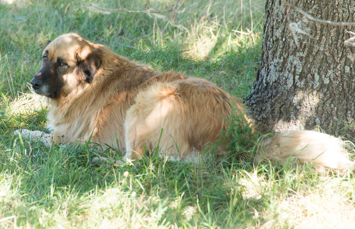 20141005 Tess resting in the shade.jpg