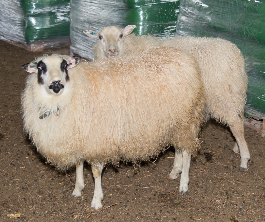 20141006 Ram lambs.jpg