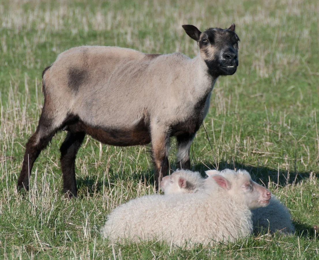 Ulyssa and twin rams.jpg