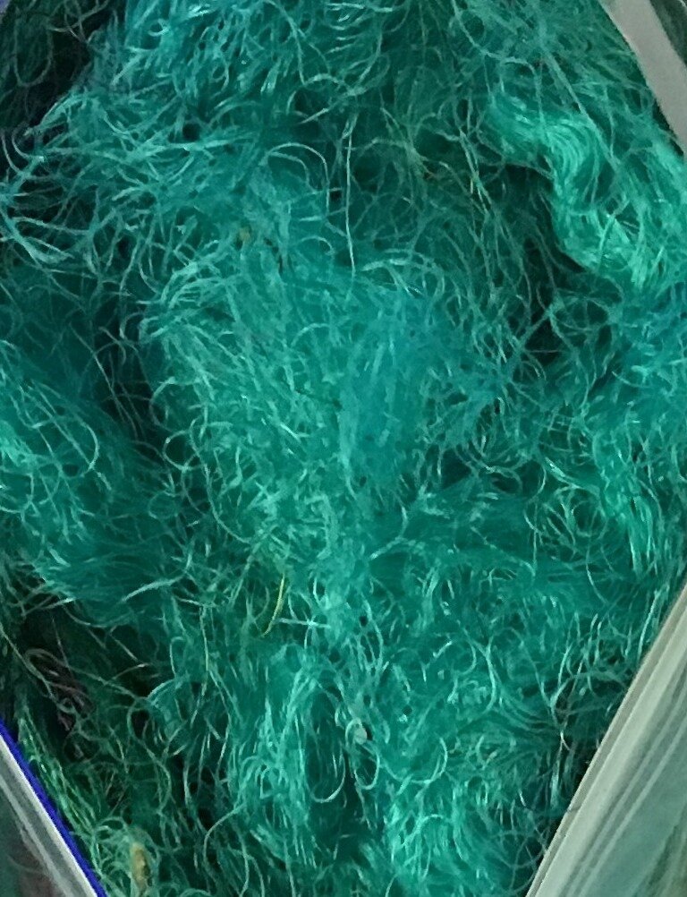 2020 - Sari thrums - 6 green.JPG