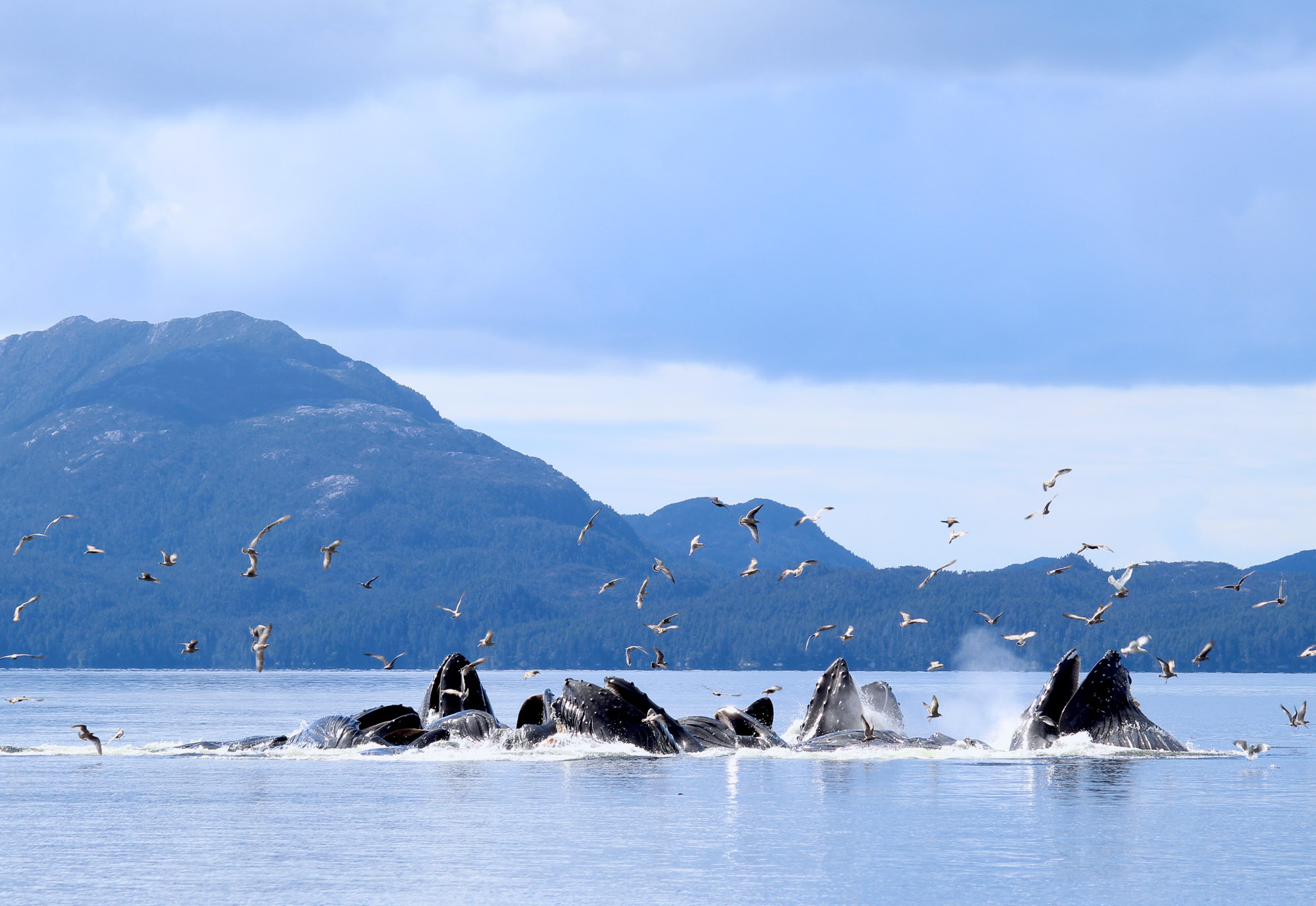 2017_JANIEWRAY_BUBBLE_NET_FEEDING_BCWHALES.jpg