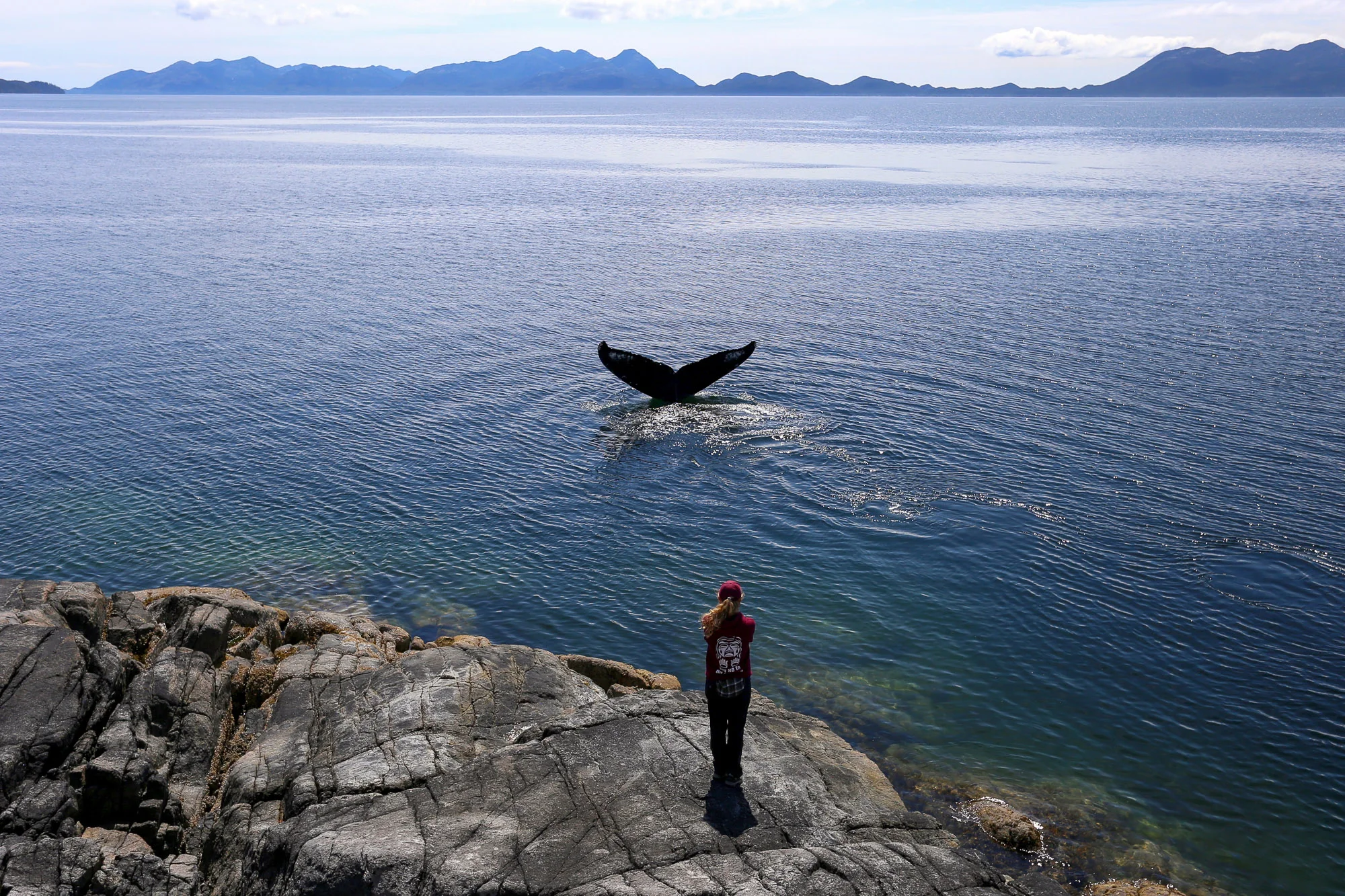 2017_JANIEWRAY_FIN_ISLAND_HUMPBACK_BCWHALES.jpg