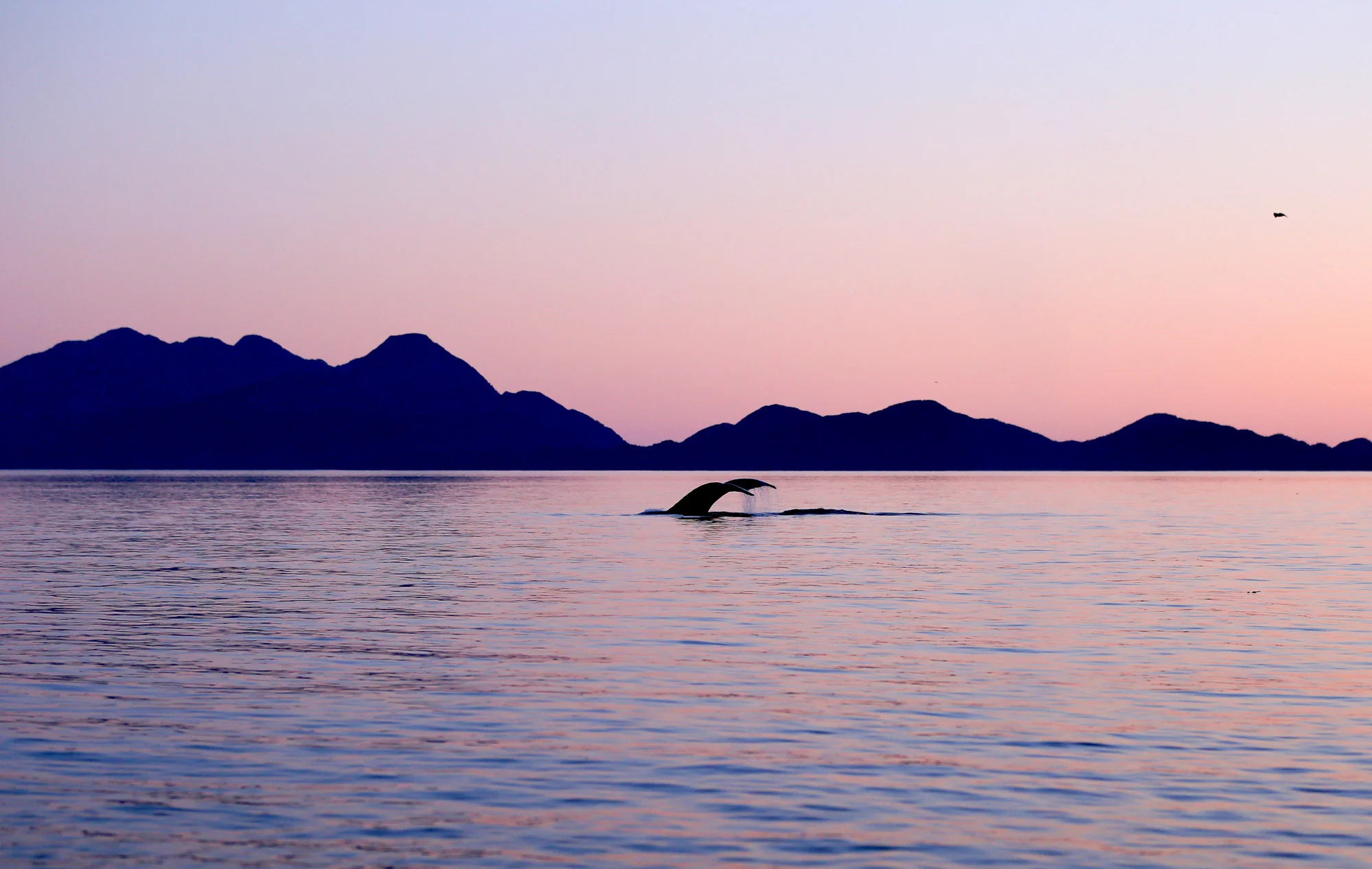 2017_JANIEWRAY_HUMPBACK_SUNSET_FINISLAND_BCWHALES.jpg