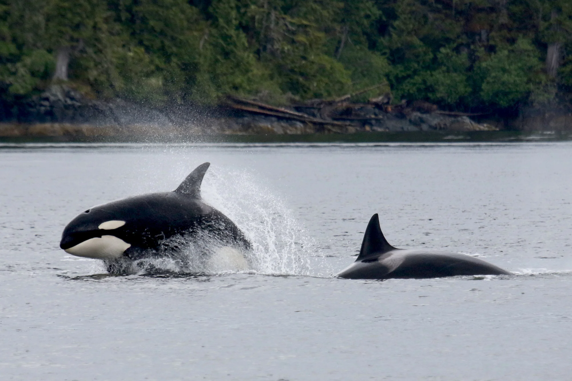 2017_JANIEWRAY_TRANSIENT_ORCA_BCWHALES.jpg