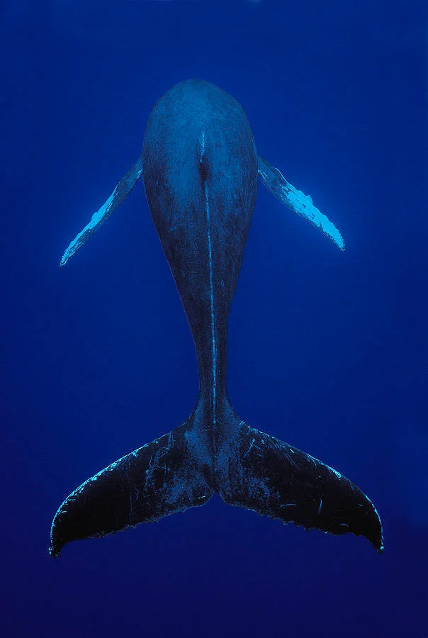 humpback-whale-singing-kona-coast-hawaii-flip-nicklin.jpg