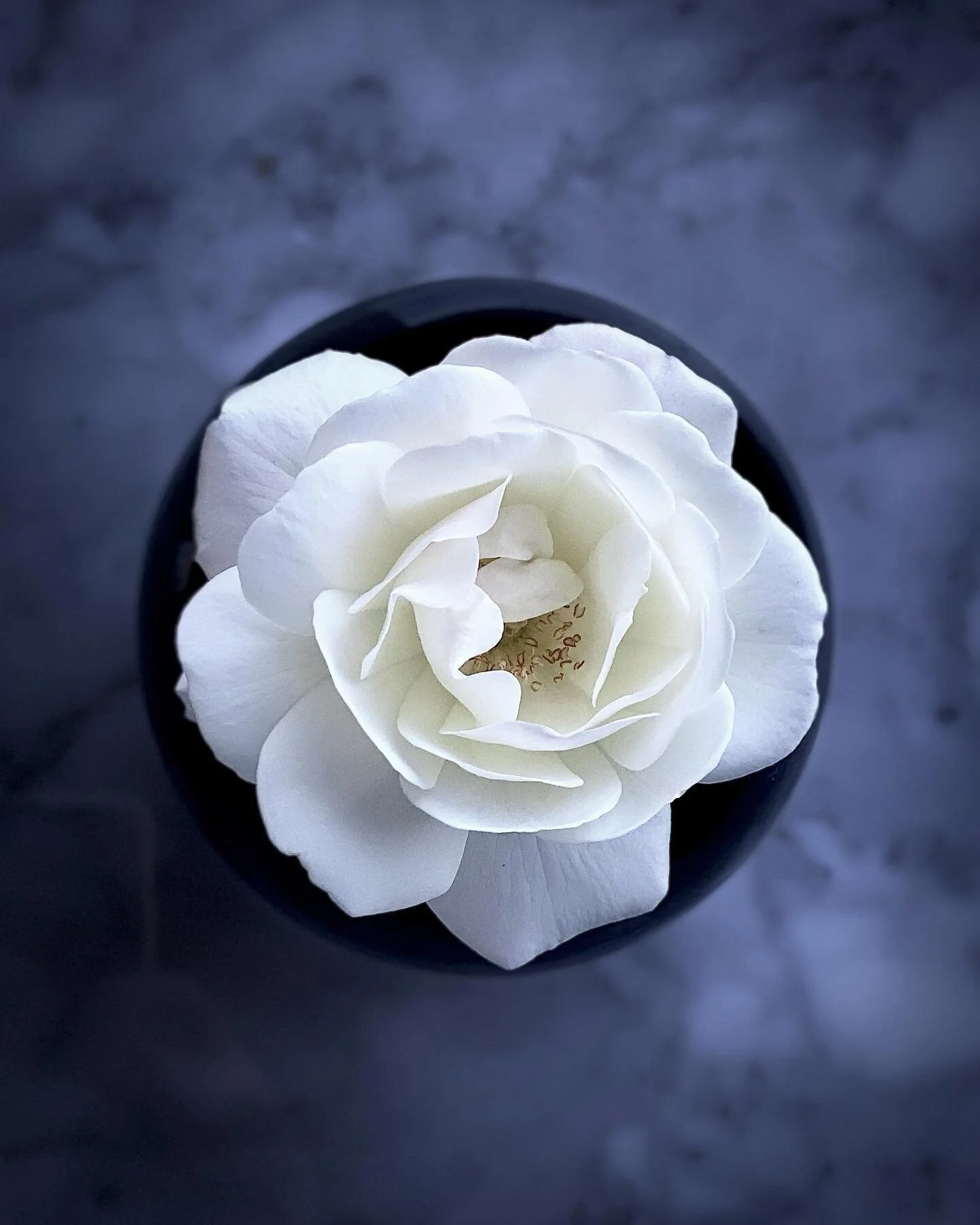 May Flowers