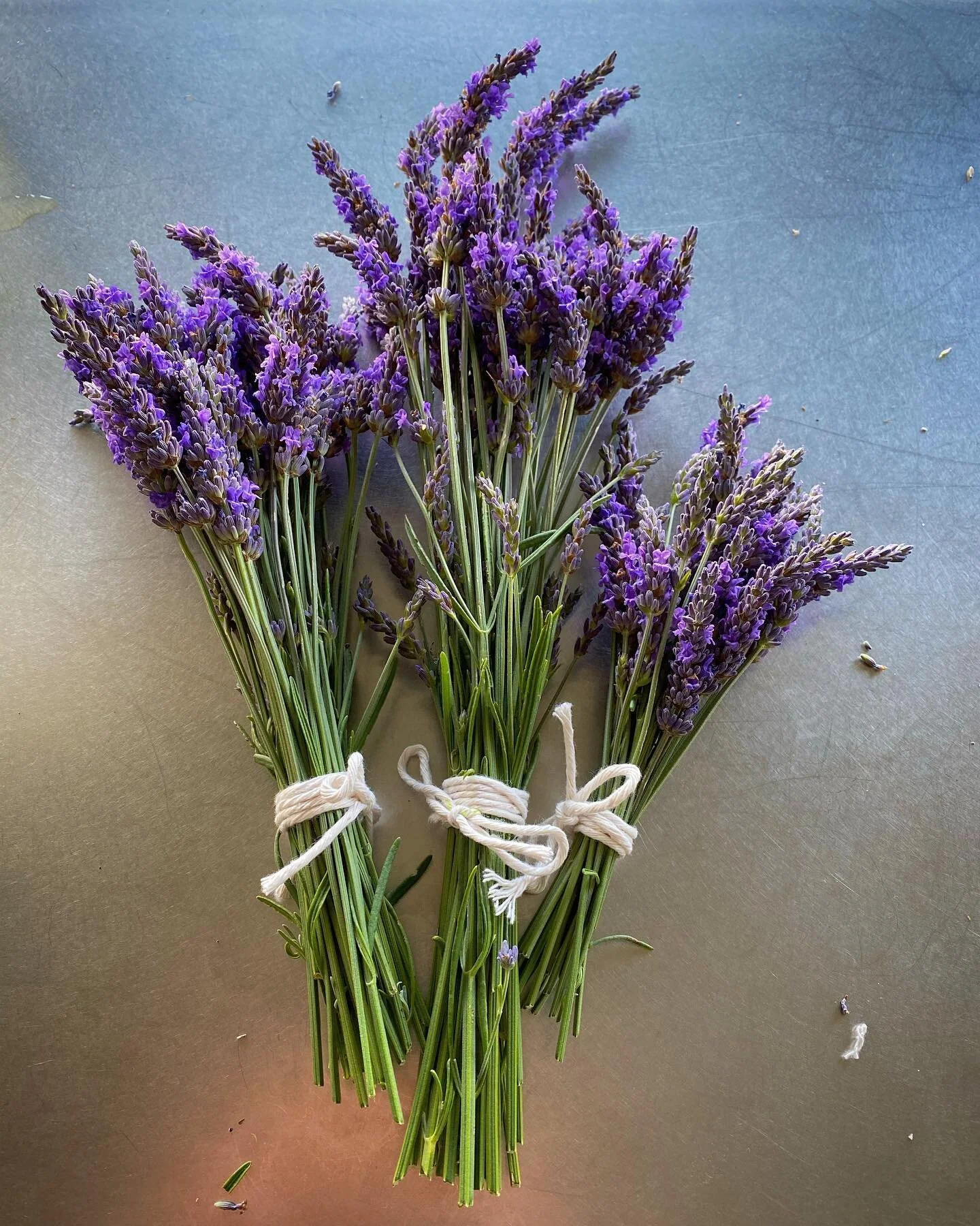 First lavender harvest of the season.