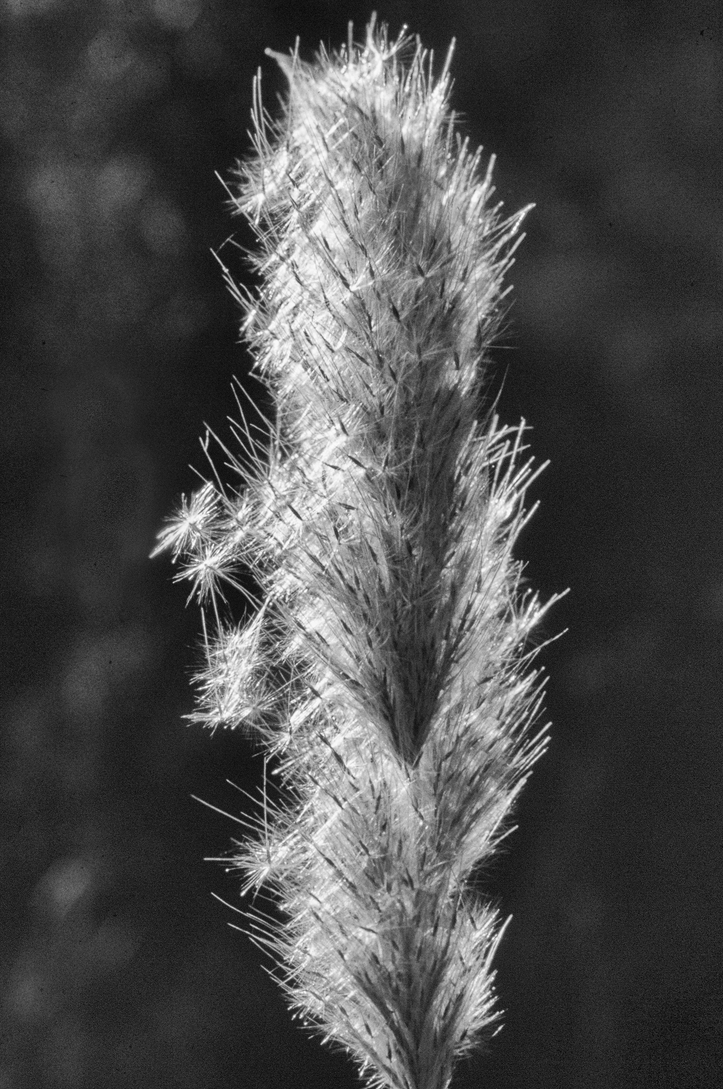 Seed Head, Santa Ynez Valley, California