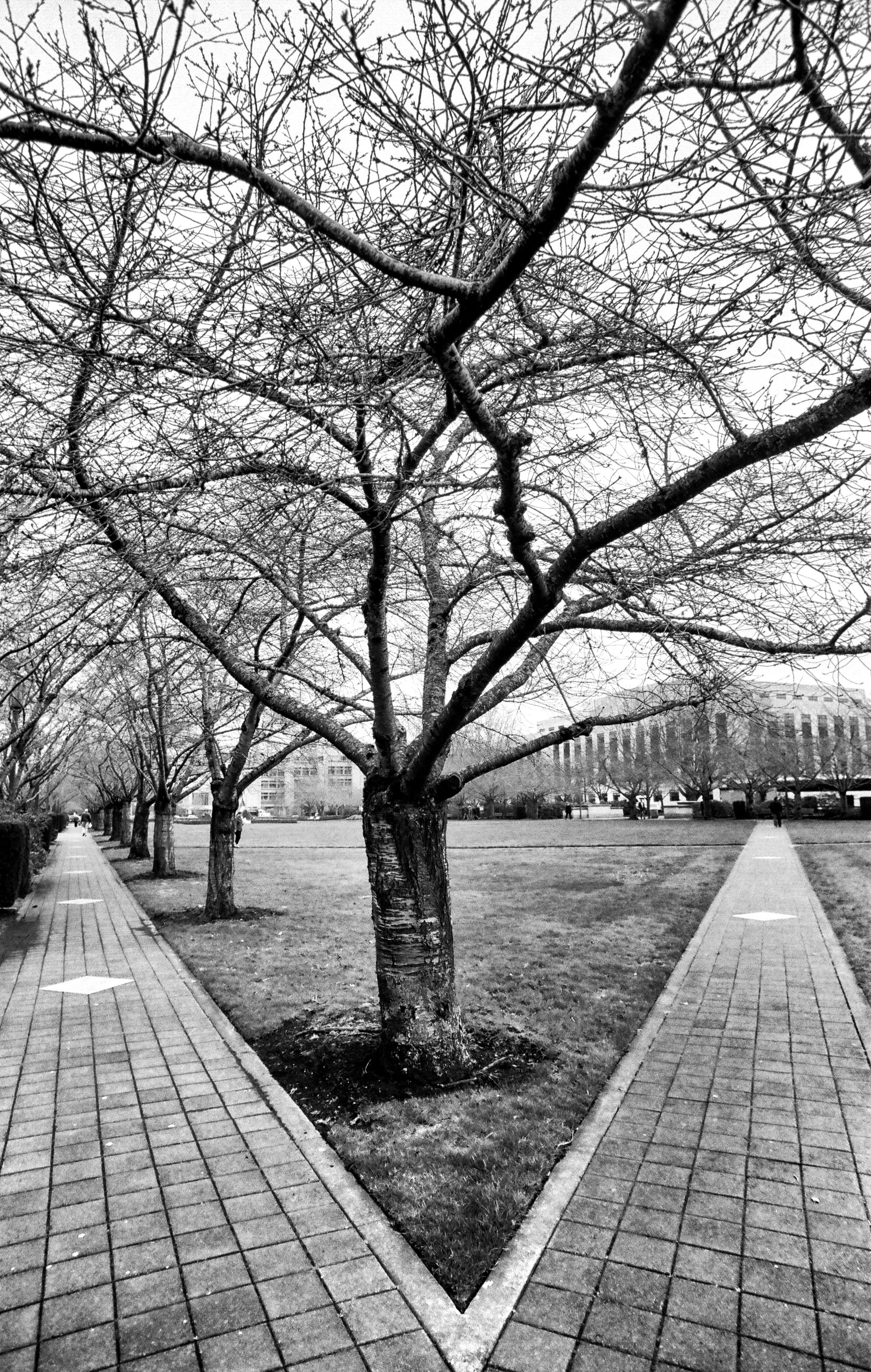 Divergent Paths, Oregon State Capitol, Salem, Oregon